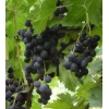 саженцы и черенки винограда почтой по всем регионам