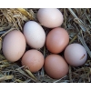 Яйца куриные ДИЕТИЧЕСКИЕ! (Цена за 1 десяток)