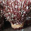Продам вербу в Санкт Петербурге,  сорт Краснотал рубиновый
