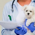 Ищу партнера с опытом в ветеринарной клинике