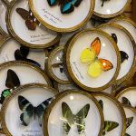 Бабочки,  жуки,  пауки,  скорпионы и другие засушенные тропические насекомые в рамках под стеклом.