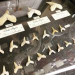 Палеонтология - окаменелости древних растений и рыб,  зубы древних акул,  зубы Мегалодона.