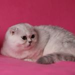 Котята Шотландской кошки из питомника