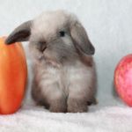 Декоративный кролик,  Лучший подарок Вашему ребенку!