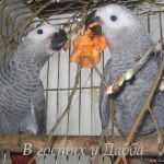 Жако и амазоны суринамские птенцы выкормыши от заводчика