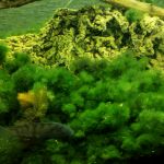 Кладофора,  Маримо природный биофильтр для аквариума