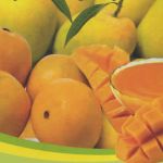 Предлагаем концентрат пюре манго Индия.
