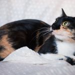 Кошка красавица Мурыска в поисках родного дома