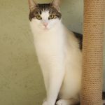 Зеленоглазая нежная красавица-кошка