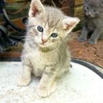 Малюсенькие красивые котята с голубыми глазками в дар
